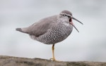 Wandering tattler. Adult in breeding plumage yawning. Rarotonga, Cook Islands, April 2014. Image © Philip Griffin by Philip Griffin.