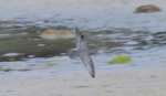 Wandering tattler. Adult in flight, dorsal. Aitutaki, Cook Islands, April 2014. Image © Philip Griffin by Philip Griffin.