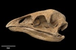 Little bush moa | Moariki. Skull and mandible (lateral). Specimen registration no. S.035274; image no. MA_I251453. Cave near Marble Acre Quarry, Canaan, Takaka Hill (property of Alec Lummis), November 1996. Image © Te Papa.