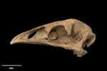 Little bush moa | Moariki. Skull (lateral). Specimen registration no. S.035274; image no. MA_I251454. Cave near Marble Acre Quarry, Canaan, Takaka Hill (property of Alec Lummis), November 1996. Image © Te Papa.