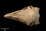 Little bush moa | Moariki. Skull (dorsal). Specimen registration no. S.035274; image no. MA_I251455. Cave near Marble Acre Quarry, Canaan, Takaka Hill (property of Alec Lummis), November 1996. Image © Te Papa.