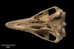 Little bush moa | Moariki. Skull (ventral). Specimen registration no. S.035274; image no. MA_I251456. Cave near Marble Acre Quarry, Canaan, Takaka Hill (property of Alec Lummis), November 1996. Image © Te Papa.