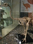 Little bush moa | Moariki. Mounted skeleton in Otago Museum. Castle Rock, Southland, January 1892. Image © Alan Tennyson & Otago Museum by Alan Tennyson.