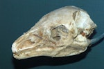 Little bush moa | Moariki. Head of mummified female specimen in Southland Museum. Near Lake Echo, Te Anau, January 1980. Image © Alan Tennyson & the Southland Museum by Alan Tennyson.