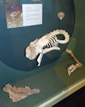 Little bush moa | Moariki. Mummified female specimen in Southland Museum. Near Lake Echo, Te Anau, January 1980. Image © Alan Tennyson & the Southland Museum by Alan Tennyson.