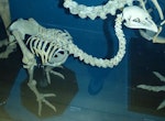 Little bush moa | Moariki. Mounted skeleton in Tring Museum, England. Image © Alan Tennyson and The Natural History Museum by Alan Tennyson.