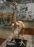 Little bush moa | Moariki. Mounted skeleton in Otago Museum. Forest Hill, Southland. Image © Alan Tennyson & Otago Museum by Alan Tennyson.