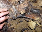 Little bush moa | Moariki. Tarsometatarsus (Te Papa registration number NMNZ S.45711). Creighton's Cave, Patarau, Northwest Nelson, December 2011. Image © Alan Tennyson by Alan Tennyson.