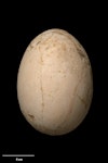 Little bush moa | Moariki. Egg 165 x 120 mm (NMNZ S.000457, collected by William Hartree. Ruakokoputuna, Martinborough, January 1952. Image © Te Papa by Jean-Claude Stahl.