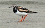 Ruddy turnstone. Adult moulting out of breeding plumage. Foxton Beach, October 2008. Image © Duncan Watson by Duncan Watson.