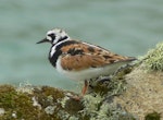 Ruddy turnstone. Adult male in breeding plumage, subspecies interpres. St Kilda, Scotland, June 2011. Image © Tony Crocker by Tony Crocker.
