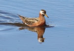 Grey phalarope. Adult female (breeding plumage) swimming. Longyearbyen, Svalbard, June 2019. Image © John Fennell by John Fennell.