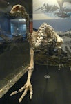 Upland moa | Moa pukepuke. Mounted skeleton in Otago Museum OM AV10049. Serpentine Range, Humboldt Mountains, Mount Aspiring National Park, January 2003. Image © Alan Tennyson & Otago Museum by Alan Tennyson.