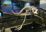 Upland moa | Moa pukepuke. Mounted skeleton in Otago Museum. Serpentine Range, Humboldt Mountains, Mount Aspiring National Park, January 2003. Image © Alan Tennyson & Otago Museum by Alan Tennyson.
