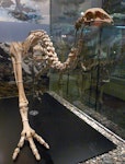 Upland moa | Moa pukepuke. Mounted skeleton in Otago Museum OM AV10049. Serpentine Range, Humboldt Mountains, Mount Aspiring National Park, January 2003. Image © Alan Tennyson & Otago Museum by Alan Tennyson.