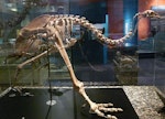 Upland moa | Moa pukepuke. Mounted skeleton in Otago Museum. Serpentine Range, Humboldt Mountains, Mount Aspiring National Park, January 2003. Image © Alan Tennyson & Otago Museum by Alan Tennyson.