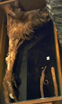 Upland moa | Moa pukepuke. Mummified leg in Otago Museum OM AV7474. near Waikaia, Southland, December 1893. Image © Alan Tennyson & Otago Museum by Alan Tennyson.