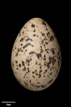 Variable oystercatcher | Tōrea pango. Egg 58.4 x 41.2 mm (NMNZ OR.007289, collected by Captain John Bollons). Farewell Spit, November 1906. Image © Te Papa by Jean-Claude Stahl.