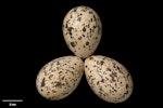 Variable oystercatcher | Tōrea pango. Clutch (NMNZ OR.007289, collected by Captain John Bollons). Farewell Spit, November 1906. Image © Te Papa by Jean-Claude Stahl.