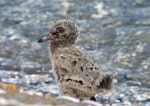 Variable oystercatcher | Tōrea pango. Chick. Para Para Beach, Golden Bay, February 2009. Image © Rebecca Bowater FPSNZ by Rebecca Bowater FPSNZ.