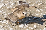 New Zealand dotterel | Tūturiwhatu. Female New Zealand dotterel defending nest. Weiti River mouth, Stillwater, February 2009. Image © Martin Sanders by Martin Sanders.