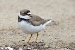 Semipalmated plover. Adult. Parc Naturel du Saguenay, Quebec, Canada, June 2011. Image © John Barkla 2013 birdlifephotography.org.au by John Barkla.