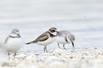 Semipalmated plover. Adult amongst wrybill. Miranda, Firth of Thames, Waikato, November 2010. Image © Neil Fitzgerald by Neil Fitzgerald.