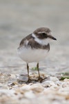 Semipalmated plover. Adult non-breeding, showing semipalmations (partial webbing between outer toes). Kidds Beach, December 2009. Image © John Woods by John Woods.