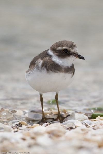 Semipalmated plover. Adult non-breeding, showing semipalmations (partial webbing between outer toes). Kidds Beach, December 2009. Image © John Woods by John Woods.