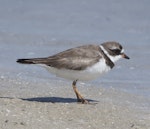 Semipalmated plover. Spring-plumaged bird on the beach. Florida, USA, March 2018. Image © David Rintoul by David Rintoul.