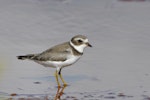 Semipalmated plover. Adult. Hawai`i - Island of Kaua`i, August 2009. Image © Jim Denny by Jim Denny.