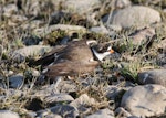 Semipalmated plover. Adult in breeding plumage performing distraction display. Seward Peninsula, Alaska, June 2009. Image © Craig Steed by Craig Steed.