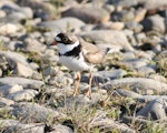 Semipalmated plover. Adult in breeding plumage. Seward Peninsula, Alaska, June 2009. Image © Craig Steed by Craig Steed.