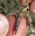 Semipalmated plover. Close-up of foot showing partial webbing between outer toes. Miranda, October 2010. Image © Alison Stanes by Alison Stanes.