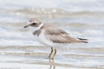 Semipalmated plover. First sighting 5 December 2009. Kidds Beach, December 2009. Image © John Woods by John Woods.
