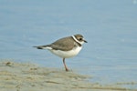 Semipalmated plover. Adult. Florida, USA, December 2009. Image © Andrew Thomas by Andrew Thomas.
