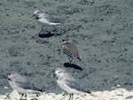 Semipalmated plover. First New Zealand record, with wrybills. Miranda, December 1984. Image © Alan Tennyson by Alan Tennyson.