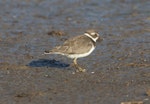 Semipalmated plover. Adult, non-breeding. Manhattan, Kansas, USA, September 2014. Image © David Rintoul by David Rintoul.
