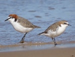 Red-capped plover. Male (left) and female. Moruya Heads NSW, July 2018. Image © R.M. by R.M..