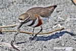 Banded dotterel | Pohowera. Adult male in breeding plumage foraging. October 2011. Image © Dick Porter by Dick Porter.