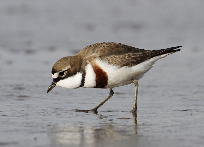 Banded dotterel | Pohowera. Adult male in breeding plumage foraging with expanded throat (used in displays). Manawatu River estuary, September 2010. Image © Phil Battley by Phil Battley.