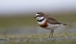 Banded dotterel | Pohowera. Adult male. Lake Ellesmere, June 2023. Image © Ben Ackerley by Ben Ackerley.
