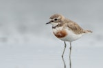 Banded dotterel | Pohowera. Adult male - worn breeding plumage. Miranda, January 2010. Image © Tony Whitehead by Tony Whitehead.