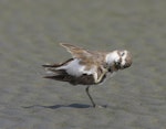 Banded dotterel | Pohowera. Non-breeding bird scratching chin. Manawatu River estuary, March 2008. Image © Phil Battley by Phil Battley.