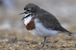 Banded dotterel | Pohowera. Adult in breeding plumage and yawning. Awarua Bay, July 2012. Image © Glenda Rees by Glenda Rees.