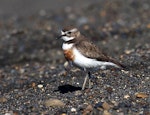 Banded dotterel | Pohowera. Adult female in breeding plumage. Wanganui, November 2012. Image © Ormond Torr by Ormond Torr.