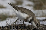 Banded dotterel | Pohowera. Adult breeding plumage female feeding in snow. Lake Lyndon, October 2012. Image © Steve Attwood by Steve Attwood.