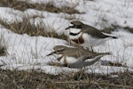 Banded dotterel | Pohowera. Adult pair feeding in snow with female in front. Lake Lyndon, October 2012. Image © Steve Attwood by Steve Attwood.