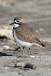Banded dotterel | Pohowera. Adult male, dorsal view. Motueka Sandspit, August 2013. Image © Rob Lynch by Rob Lynch.