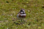 Banded dotterel | Pohowera. Adult male Auckland Island banded dotterel. Enderby Island, Auckland Islands, January 2007. Image © Ian Armitage by Ian Armitage.